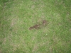Kamp Hamont-Achel 2011_deel4_57.jpg