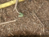 Kamp Hamont-Achel 2011_deel5_44.jpg