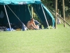 Kamp Hamont-Achel 2011_deel6_33.jpg
