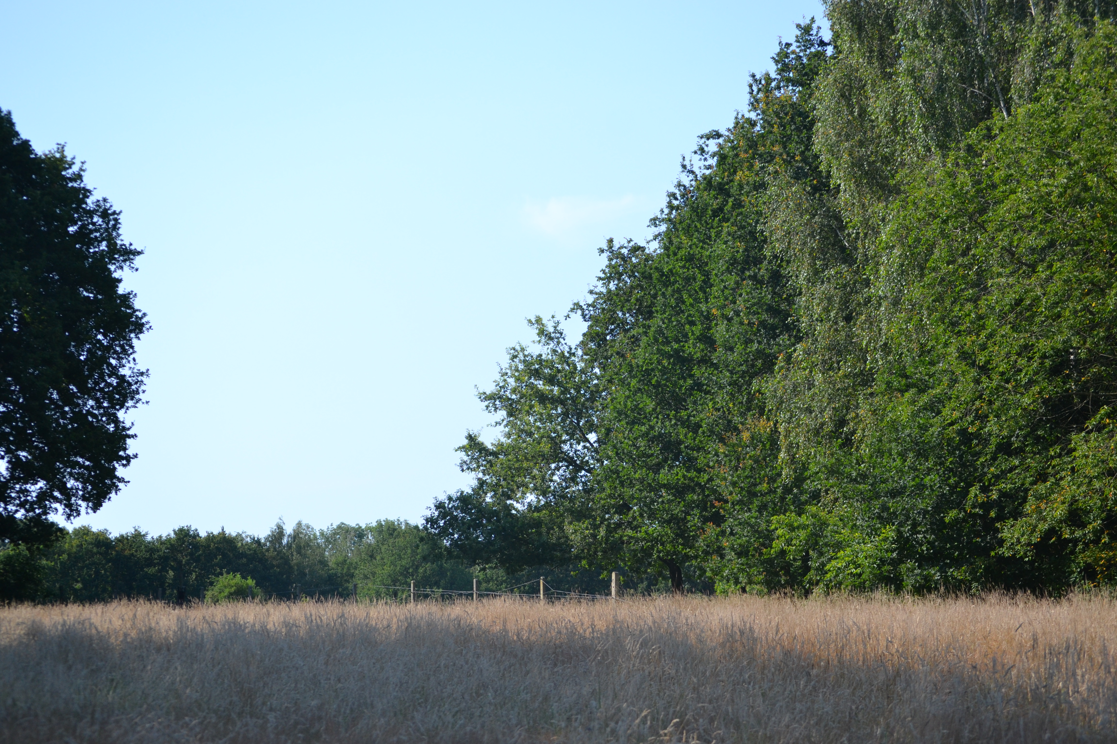 DSC_0411