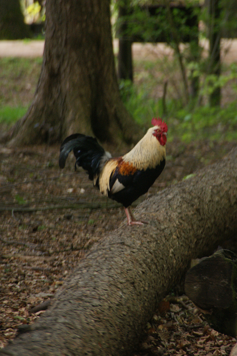 SONY DSC