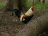 SONY DSC